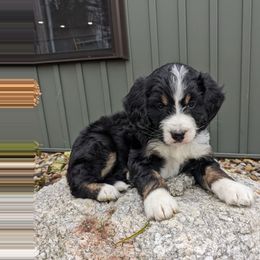Ruby - Tri-color female Bernedoodle puppy in Beach City, Ohio from Blue Cloud Doodles
