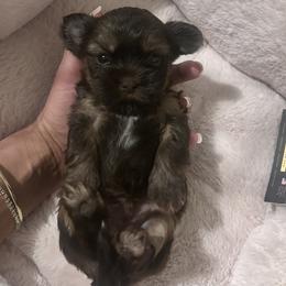Brownie - Gold male Shihpoo puppy in Denver, Colorado from Angel babies