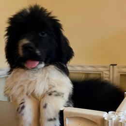 Lance - White and black male Newfoundland puppy in Bell Hill, Washington from Rainshadow Newfoundlands