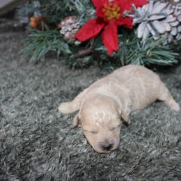 Girl 1 - female Australian Shepherd puppy in Stokesdale, North Carolina from His and Hers Poodles and Doodles