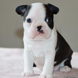Lia - Black and white female Boston Terrier puppy in Winnsboro, Texas from JP Ranch Bulldogs