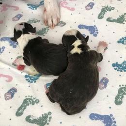 Boston Terrier Puppies from Blue Chick Farm