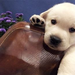 Bella Vista Labradors breeder of 