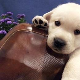 Bella Vista Labradors breeder of 