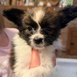Banner - White and sable male Papillon puppy in Coatesville, Indiana from Wendy’s Wings