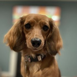 Dachshunds from Miss Ginny’s Minis