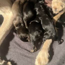 Afghan Hound Puppies from Kelli Kujawa