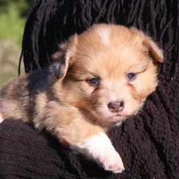 Penny (Willow) - Sable merle and white female American Corgi puppy in Fayetteville, Arkansas from Intergalactic Corgis