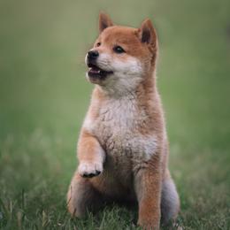 Shiba Inu Puppies from Evenfalls Shiba Inu