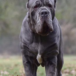 Neapolitan Mastiffs from Caledonia Mastini