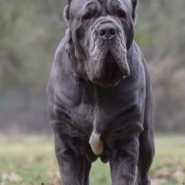 Neapolitan Mastiffs from Caledonia Mastini