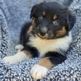 Girl 3 - Black tri-color female Australian Shepherd puppy in New Tazewell, Tennessee from D&D Australian Shepherds