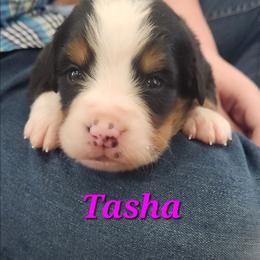 Tasha - Black rust and white female Bernese Mountain Dog puppy in Auburn, Indiana from Swamp Creek Berners