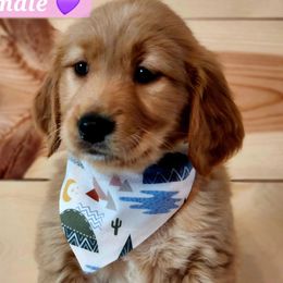 Golden Retrievers from Country Girl Golden Retrievers