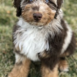 Aussiedoodle Puppies from Gore Doodle Ranch