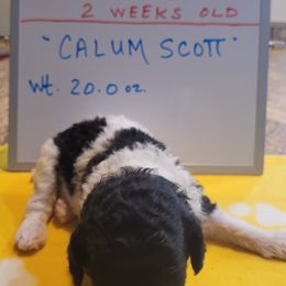 Poodle Puppies from P.I. STANDARD POODLES