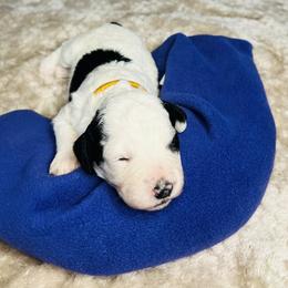 Aspen- Female Reservation 4 - White female Sheepadoodle puppy in Spokane, Washington from Downriver Doodles