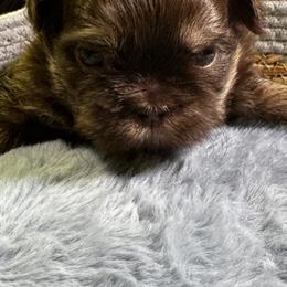 Bourbon - Liver male Shih Tzu puppy in Fairland, Indiana from Divine Shih Tzu of Fairland