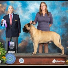 Judge - Bullmastiff