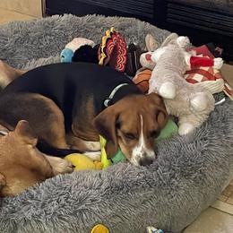 Beagle Puppies from Beech Grove Beagles