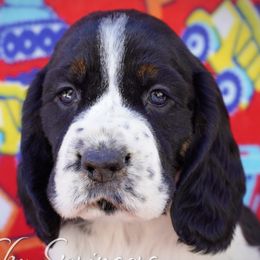 Male1 - Black white and tan male English Springer Spaniel puppy in Great Falls, Montana from Big Sky Springers