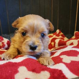 Blaire - Chocolate and tan Yorkshire Terrier puppy in Junction City, Ohio from On The Edge Of A Dream Yorkies
