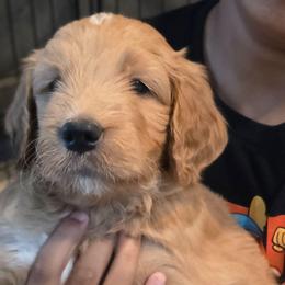 Alexander - green collar - Xander - Red  male Goldendoodle puppy in Phoenix, Arizona from Kerri's Goldendoodles