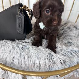 Coach (light blue) - Chocolate male Cavapoo puppy in West Haven, Utah from Harper Haven Cavapoos & Doodles