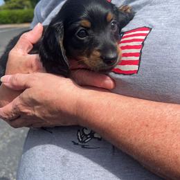 Dachshund and French Bulldog Puppies from Trust Fund Devil Kennel
