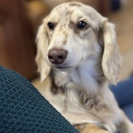 Ellie May - Dachshund