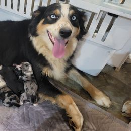 Shichon puppies from Pilot Hill Teddy Bear Puppies