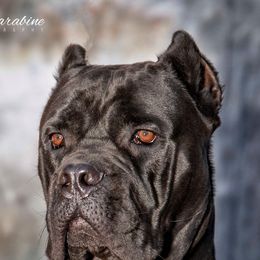 Cane Corso and Lagotti Romagnoli from El Dorado Cane Corso