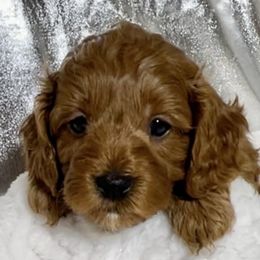Cavapoo Puppies from Rosie’s Pups MN