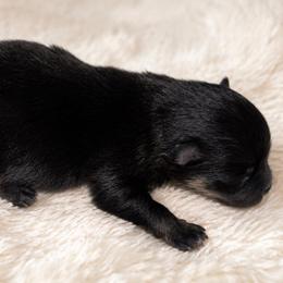 Blk n tan - Black and tan male Pomeranian puppy in Fayetteville, North Carolina from Tar-heel Poms