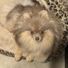 Kiara - Pomeranian
