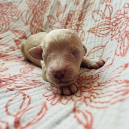 Goldendoodle Puppies from Truly More Doodles