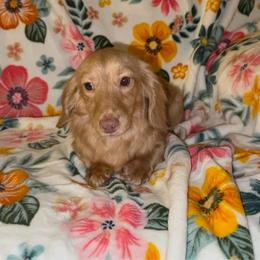 Harmony - Dachshund