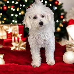 Sissy - Maltese