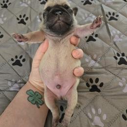 Boy 2 - Fawn male Pug puppy in Auburn, Kentucky from Prentice Family Pugs