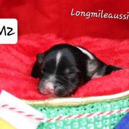 Male 2 - Black tri male Miniature Australian Shepherd puppy in Elgin, Oregon from LongMile Aussies