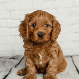 Cavapoo and Goldendoodle Puppies from Regal Doodles