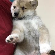 Alaskan Klee Kai from Woller Pups