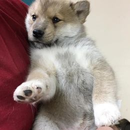 Alaskan Klee Kai from Woller Pups