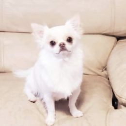Henry - Chihuahua