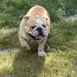 Solo - Bulldog
