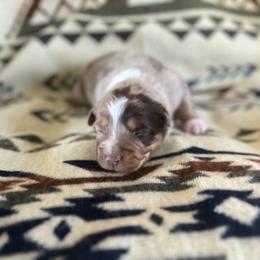 Wallin - Red merle male Miniature Australian Shepherd puppy in Bethany, Illinois from Rachel at Marrowbone Creek Aussies