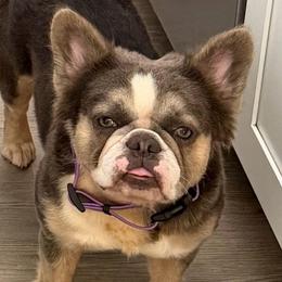 Ribbon aka Sugar - French Bulldog
