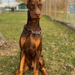 Doberman Pinschers and Labrador Retrievers from Buckfever Kennels