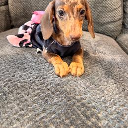 Rusela - Dapple female Dachshund puppy in Magnolia, Texas from Carrie’s Countryside Dachshunds