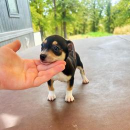 Little Ferdinand - Black and white male Chihuahua puppy in Alvord, Texas from Gift of Gods Favor